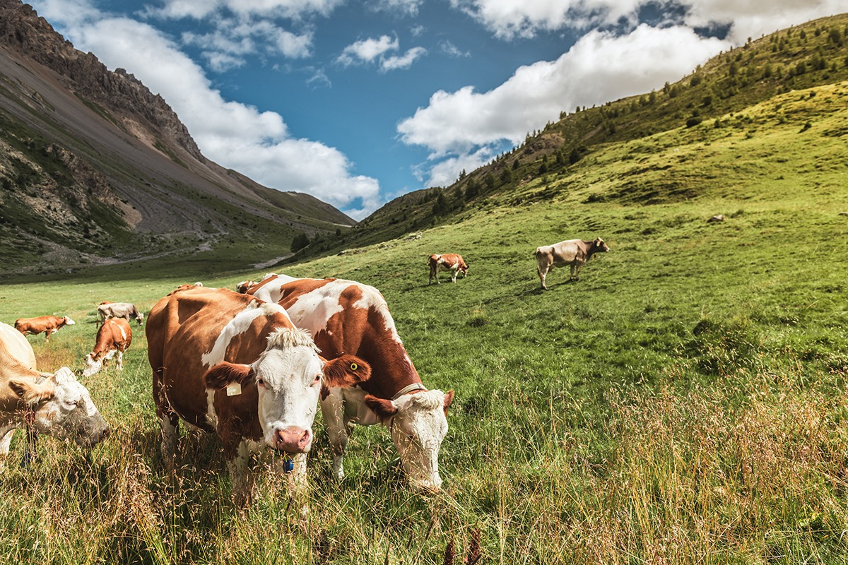vaches laitieres